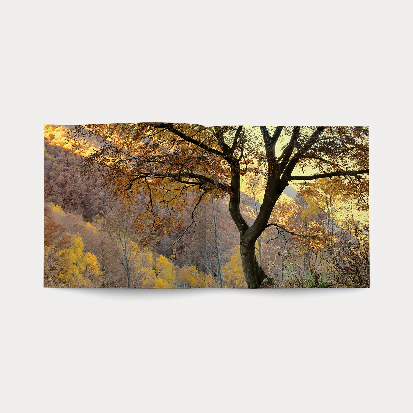 Libro Nel Bosco - Image 3