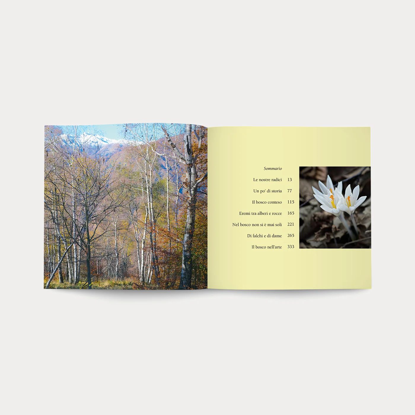 Libro Nel Bosco - Image 4