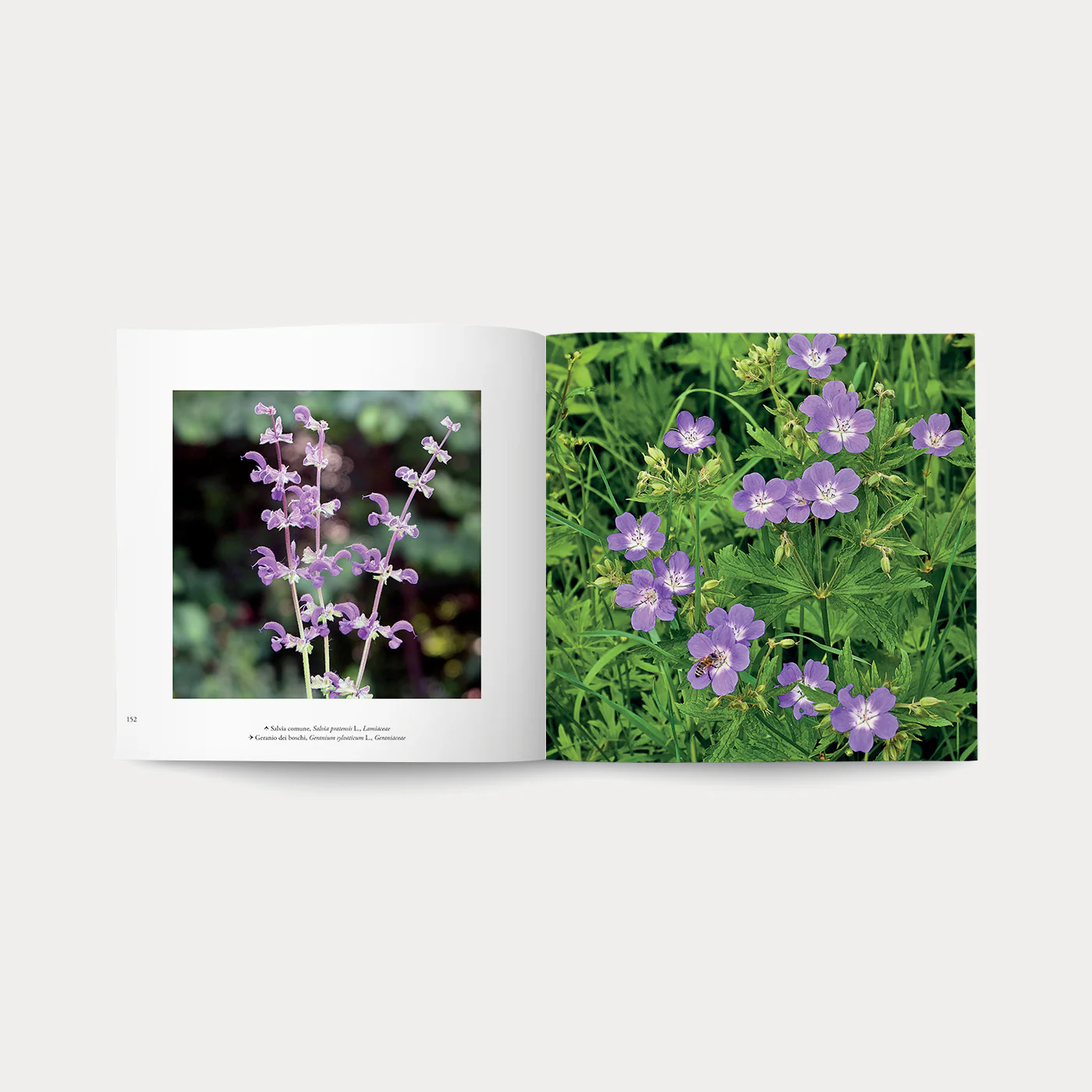 Libro Nel Bosco - Image 5