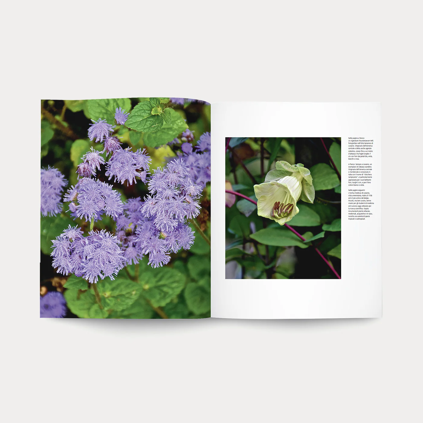 Libro Orti Botanici - Image 8